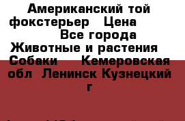 Американский той фокстерьер › Цена ­ 25 000 - Все города Животные и растения » Собаки   . Кемеровская обл.,Ленинск-Кузнецкий г.